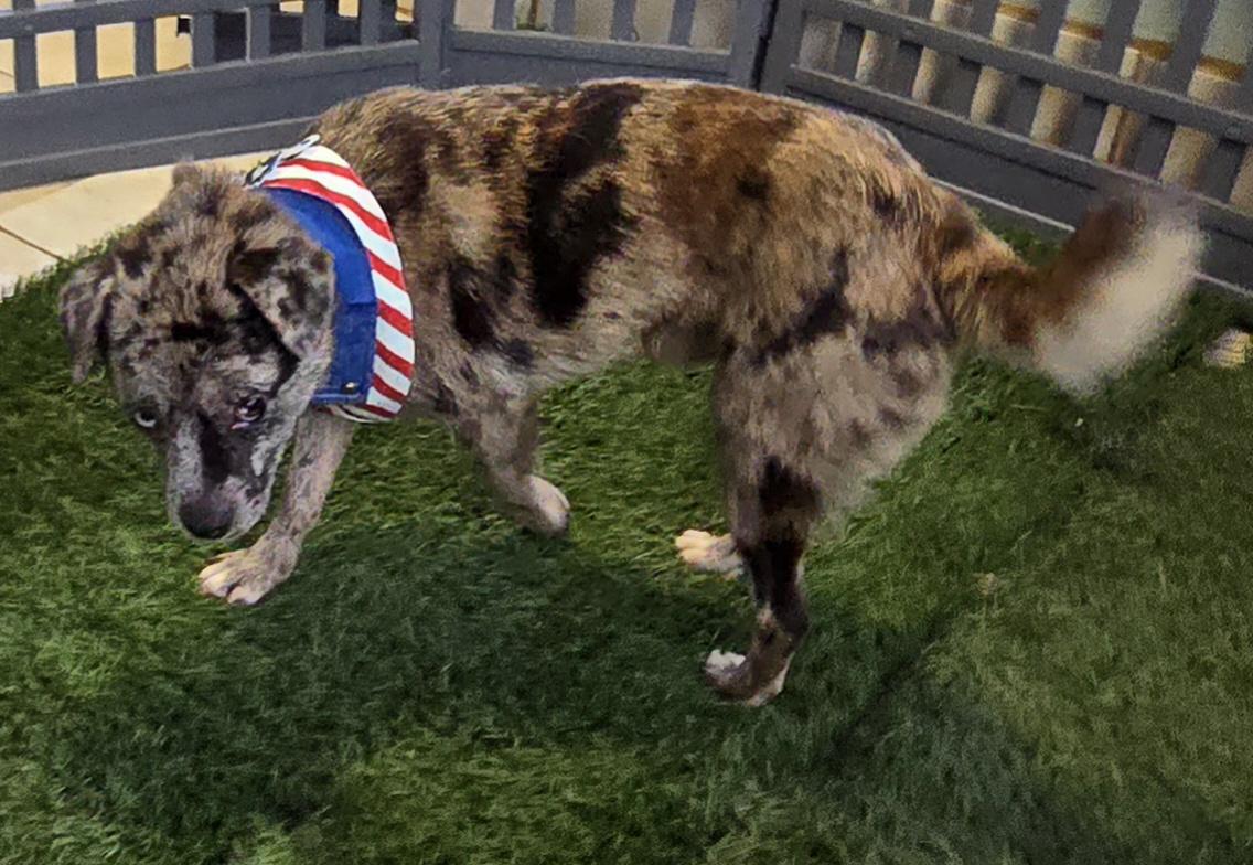 Enlarge Exotic, a ADOPTABLE mixed breed in Fallbrook, CA image 1/6