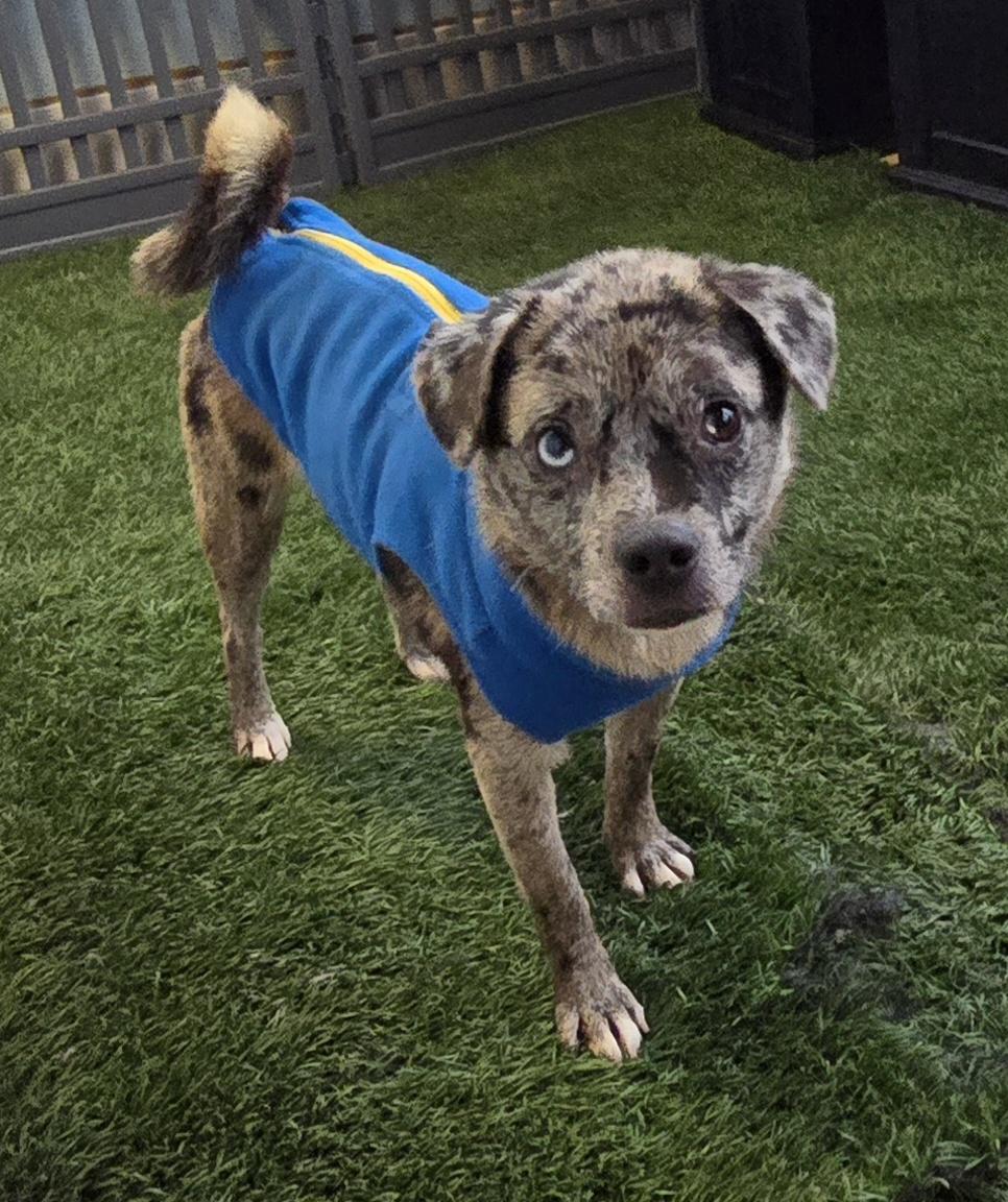 Enlarge Exotic, a ADOPTABLE mixed breed in Fallbrook, CA image 2/6