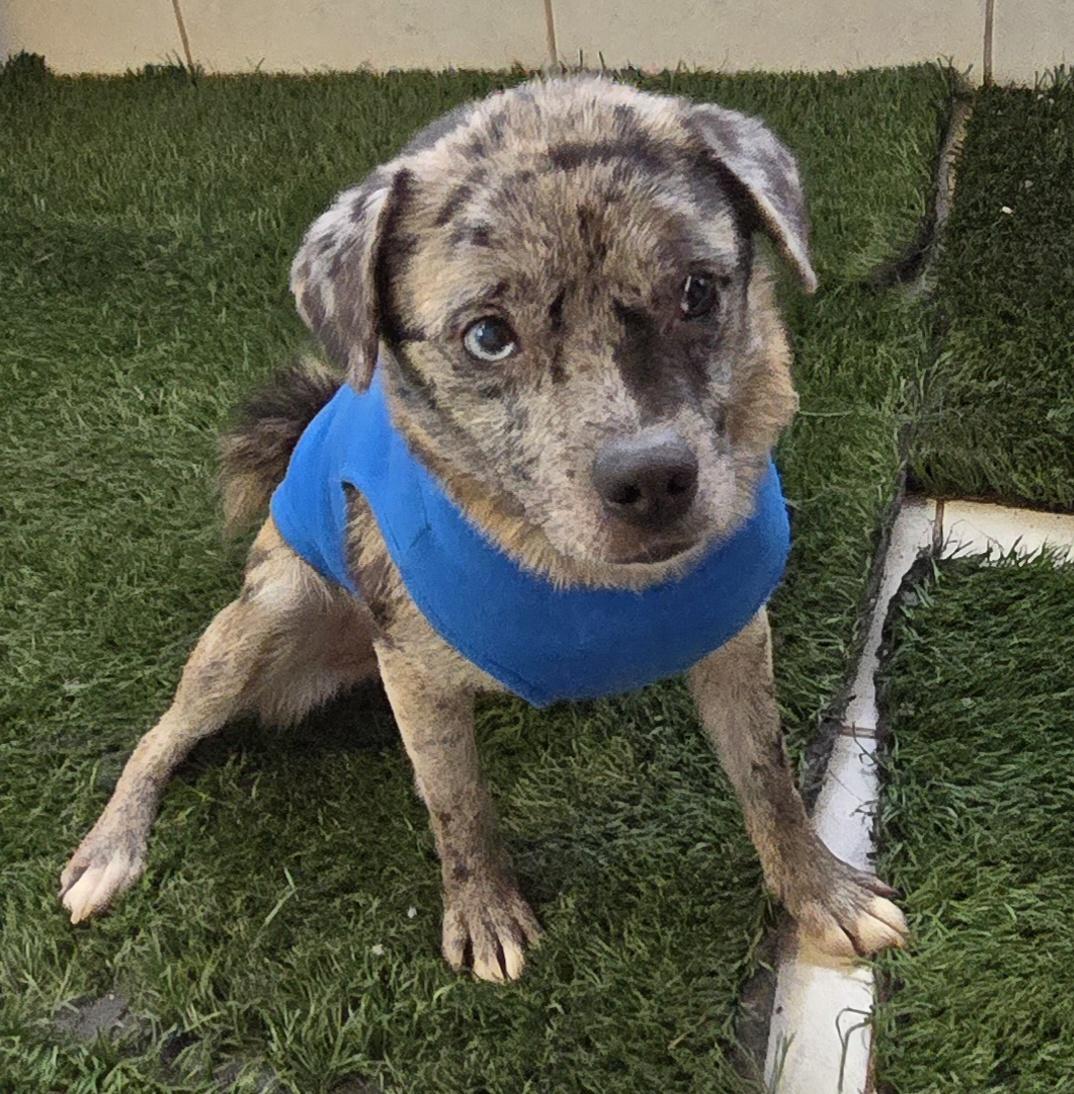 Enlarge Exotic, a ADOPTABLE mixed breed in Fallbrook, CA image 3/6