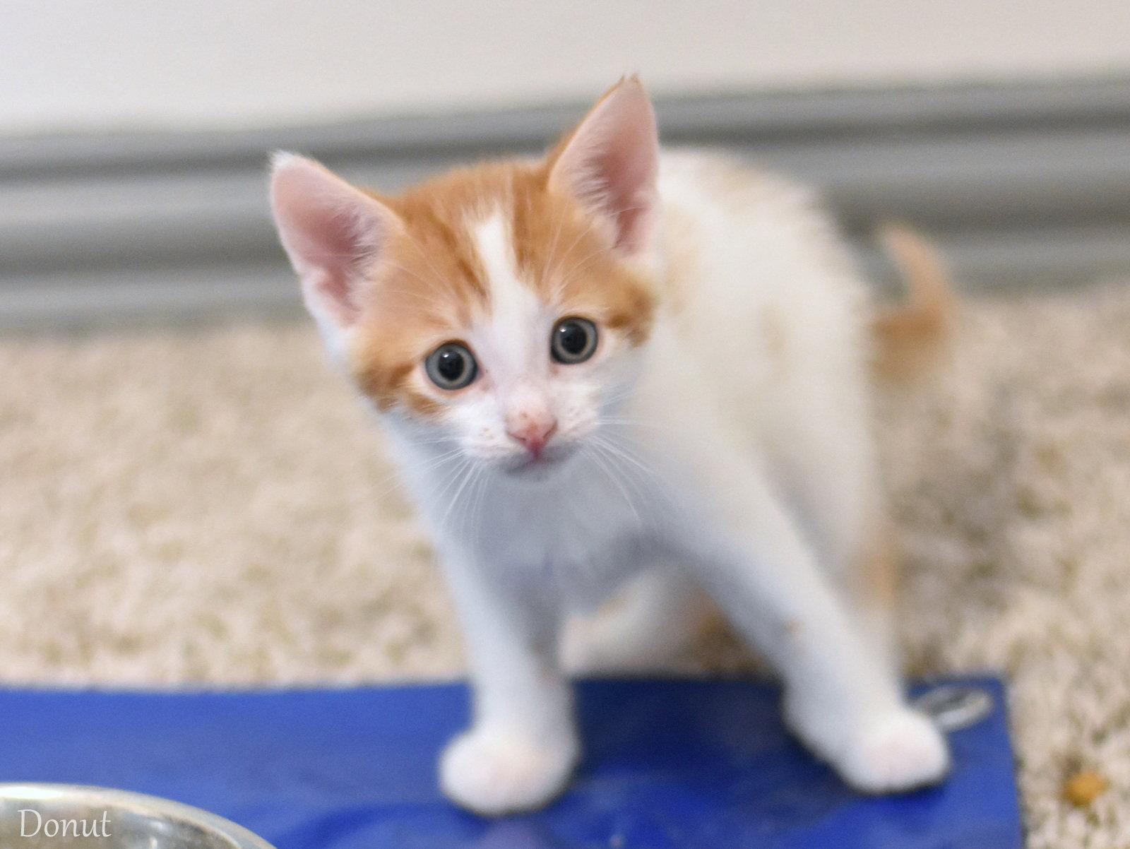 Donut, Adopted, Kitten Male Domestic Medium Hair.