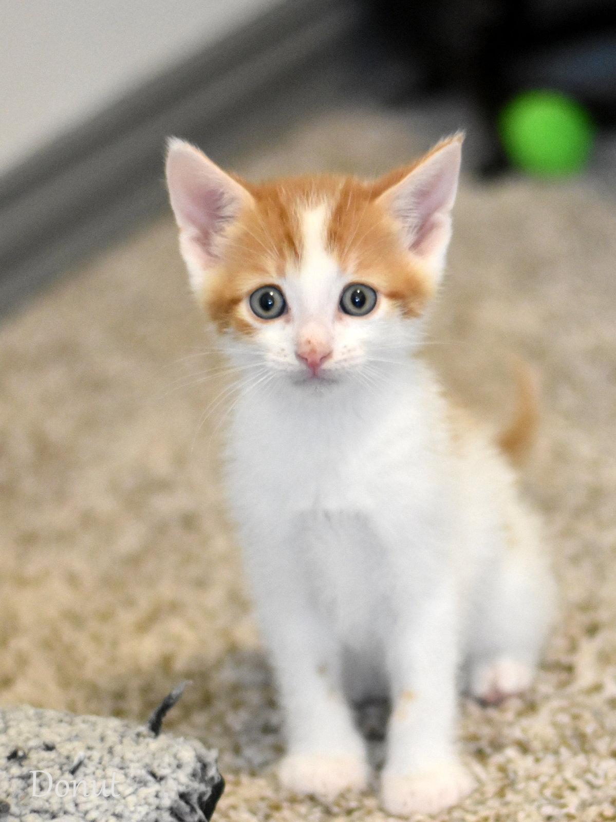 Enlarge Donut, a Adopted Domestic Medium Hair in Montgomery, TX image 2/3