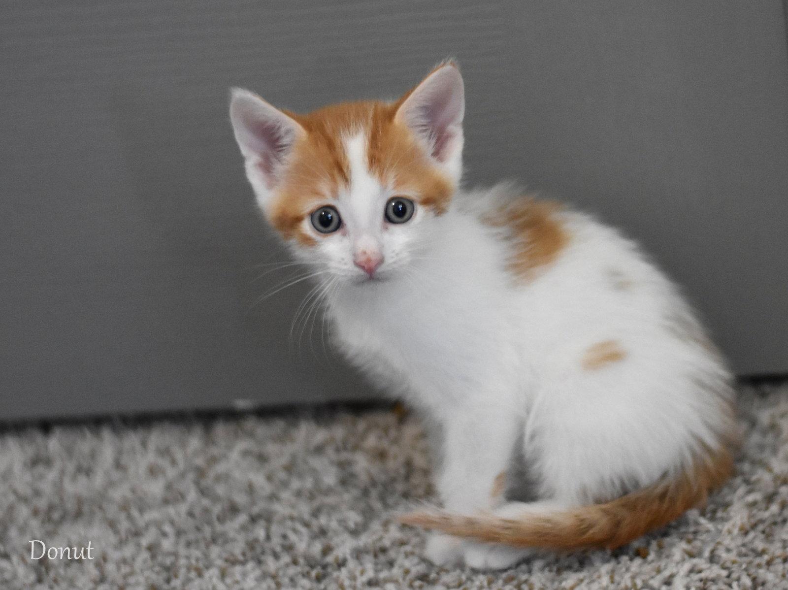 Enlarge Donut, a Adopted Domestic Medium Hair in Montgomery, TX image 3/3