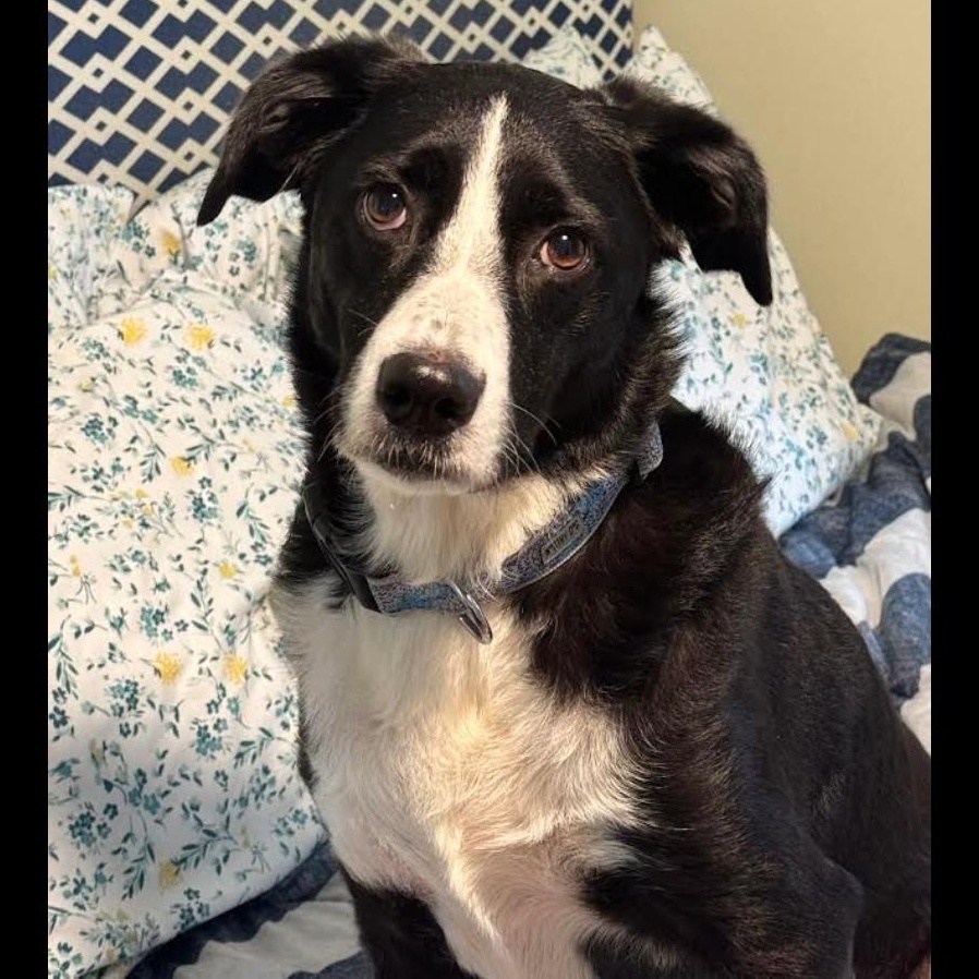 Enlarge Abby, a ADOPTABLE mixed breed in Midlothian, VA image 1/5