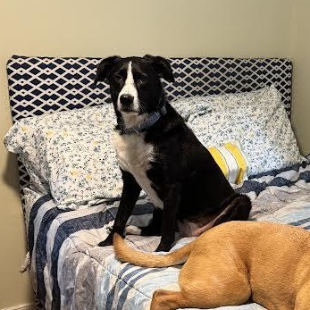 Enlarge Abby, a ADOPTABLE mixed breed in Midlothian, VA image 4/5