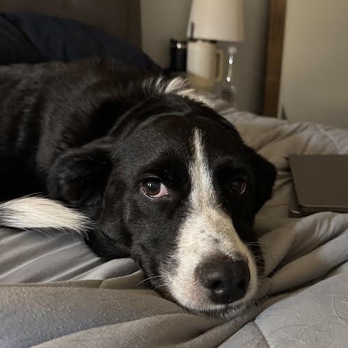 Enlarge Abby, a ADOPTABLE mixed breed in Midlothian, VA image 2/5