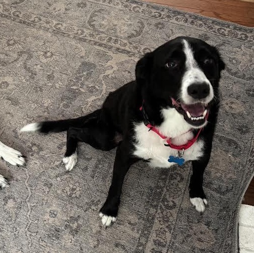 Enlarge Abby, a ADOPTABLE mixed breed in Midlothian, VA image 5/5