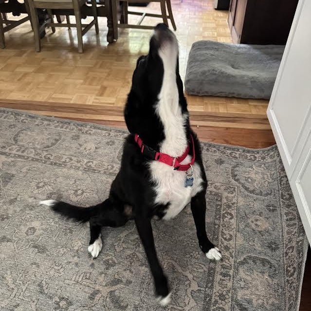 Enlarge Abby, a ADOPTABLE mixed breed in Midlothian, VA image 3/5