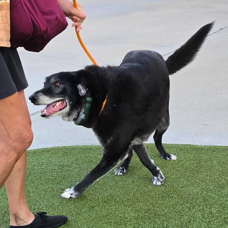 MAJOR — thumbnail 4