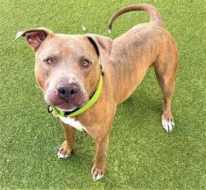 Rustin, Adoptable, Adult Male Labrador Retriever.