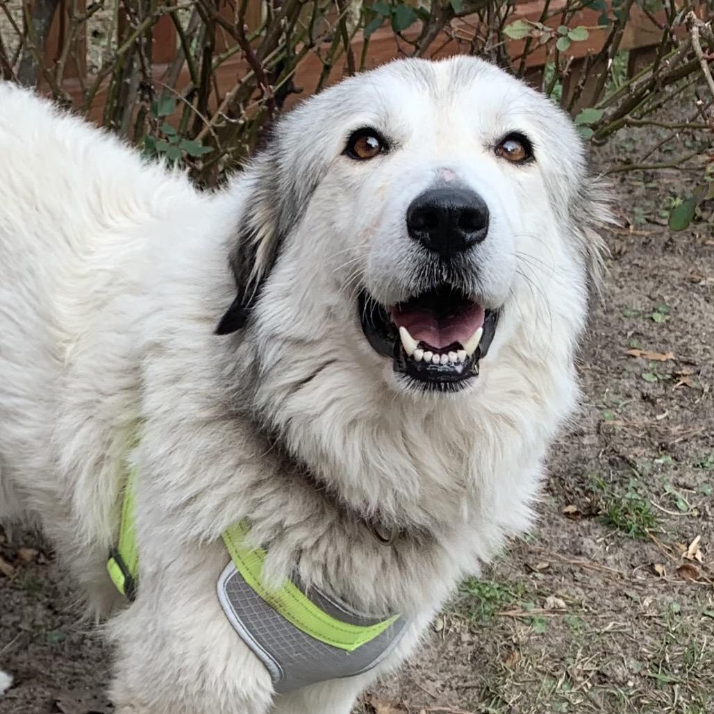 Nancy, Adoptable, Adult Female Great Pyrenees.