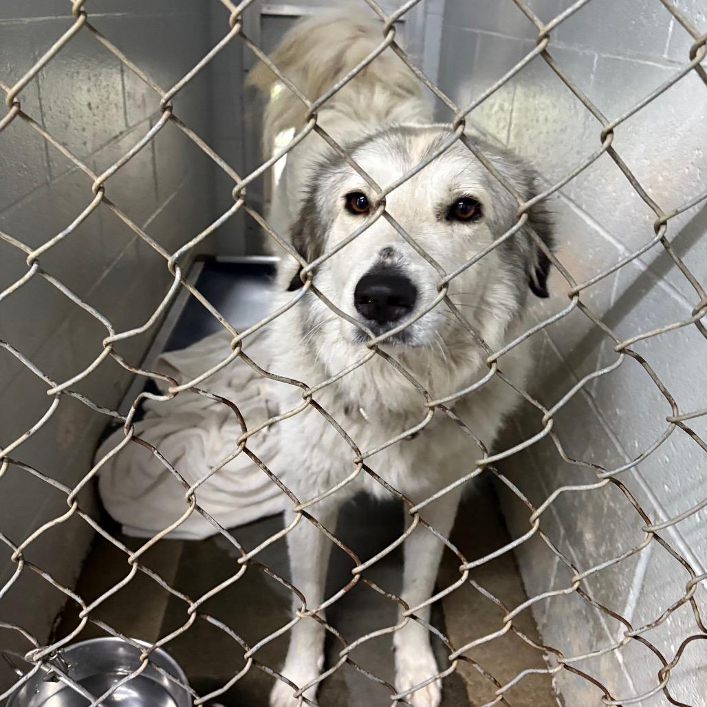 Enlarge Nancy @ Foster, a Adoptable Great Pyrenees in Summerville, SC image 1/1