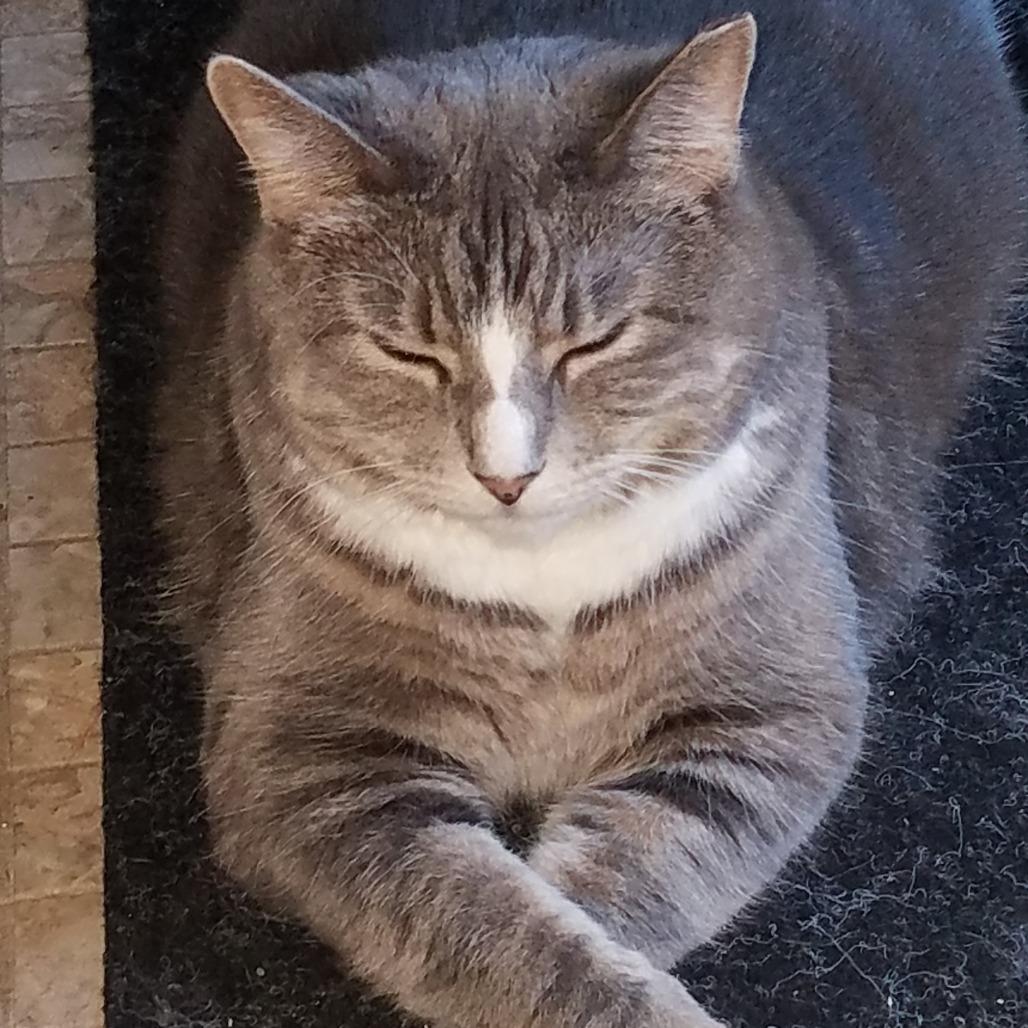 Enlarge Jellianne Toe Beans, a Adoptable Domestic Short Hair in Chicago, IL image 1/5