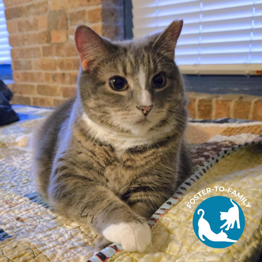 Enlarge Jellianne Toe Beans, a Adoptable Domestic Short Hair in Chicago, IL image 2/5