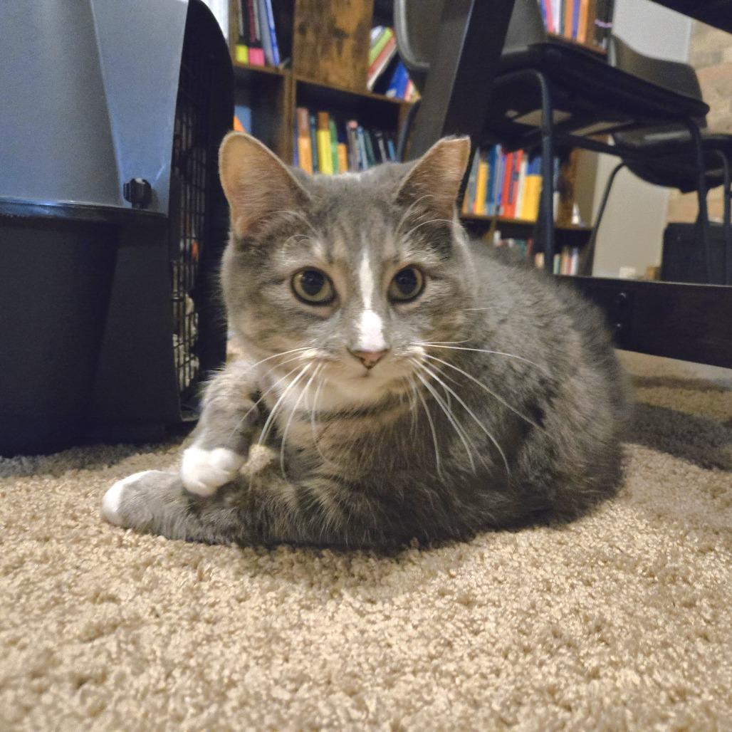 Enlarge Jellianne Toe Beans, a Adoptable Domestic Short Hair in Chicago, IL image 4/5