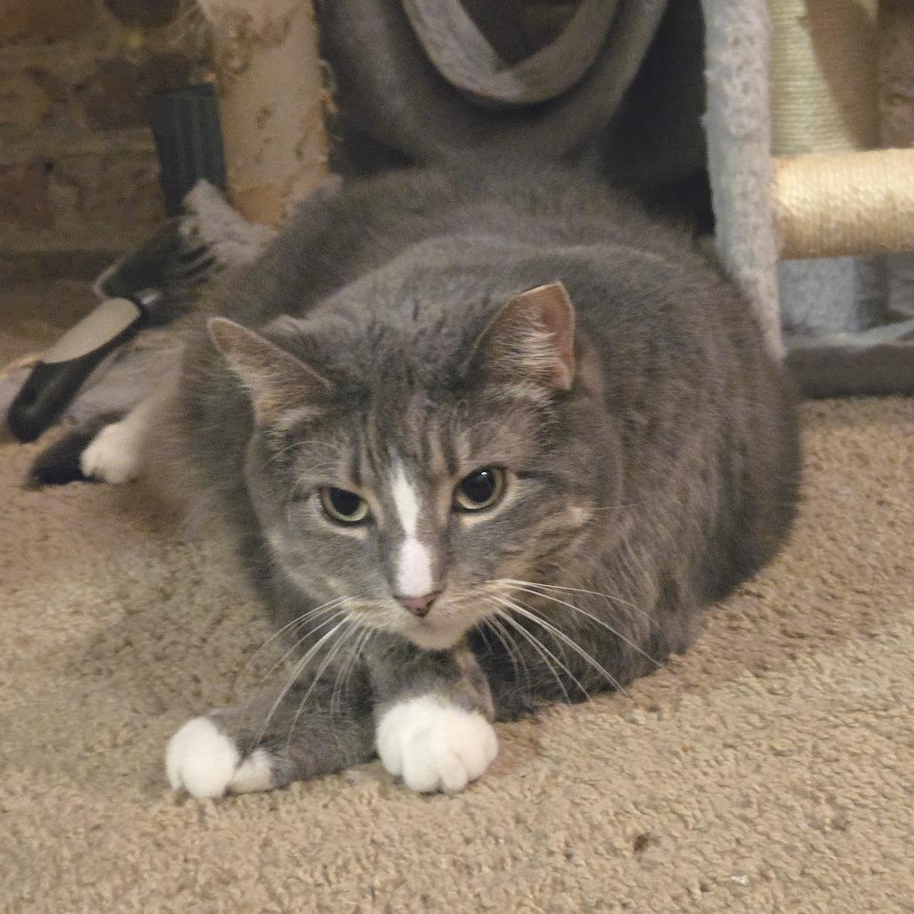 Enlarge Jellianne Toe Beans, a Adoptable Domestic Short Hair in Chicago, IL image 5/5