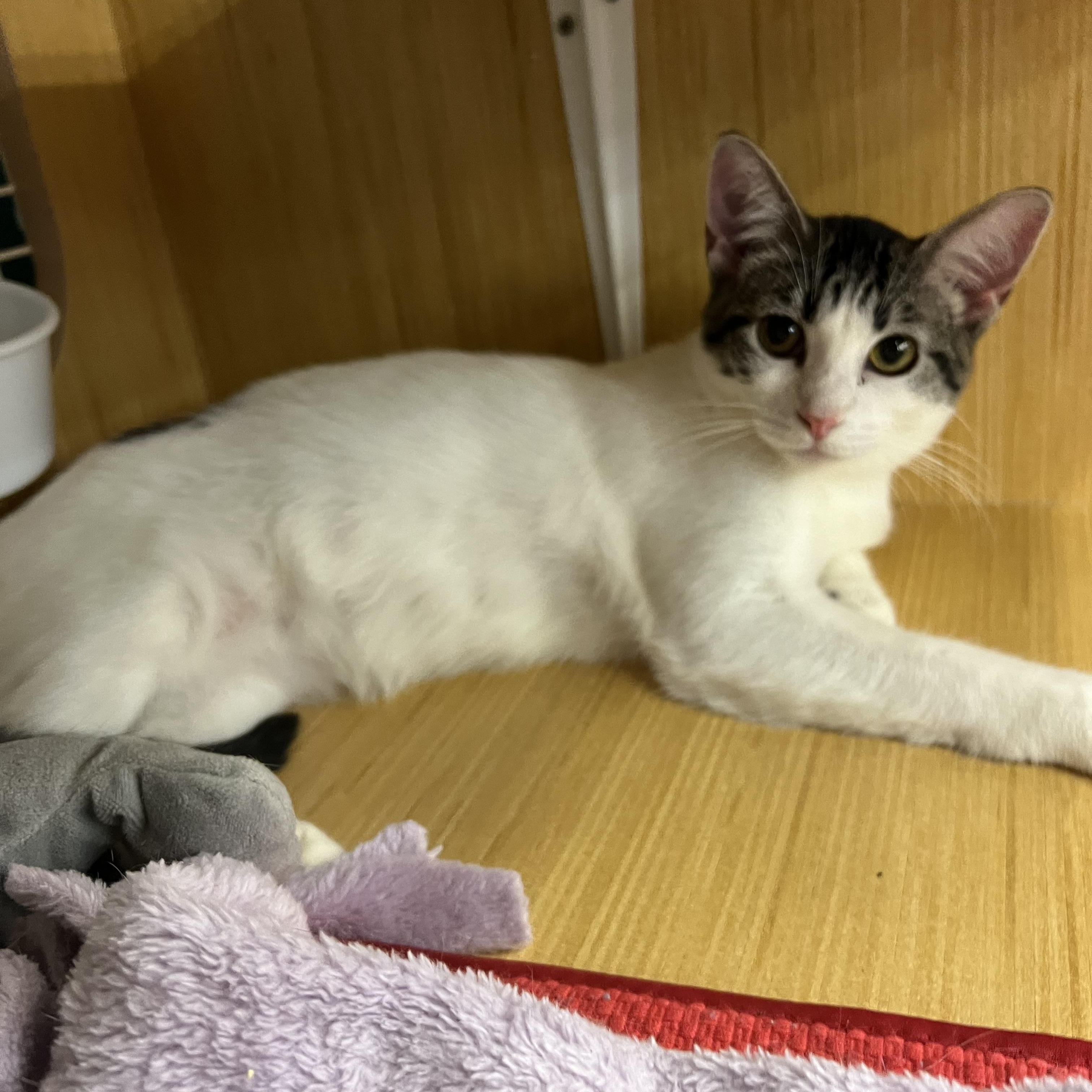 Enlarge Lance & Lily, a ADOPTABLE Domestic Short Hair in Manhattan, KS image 2/2