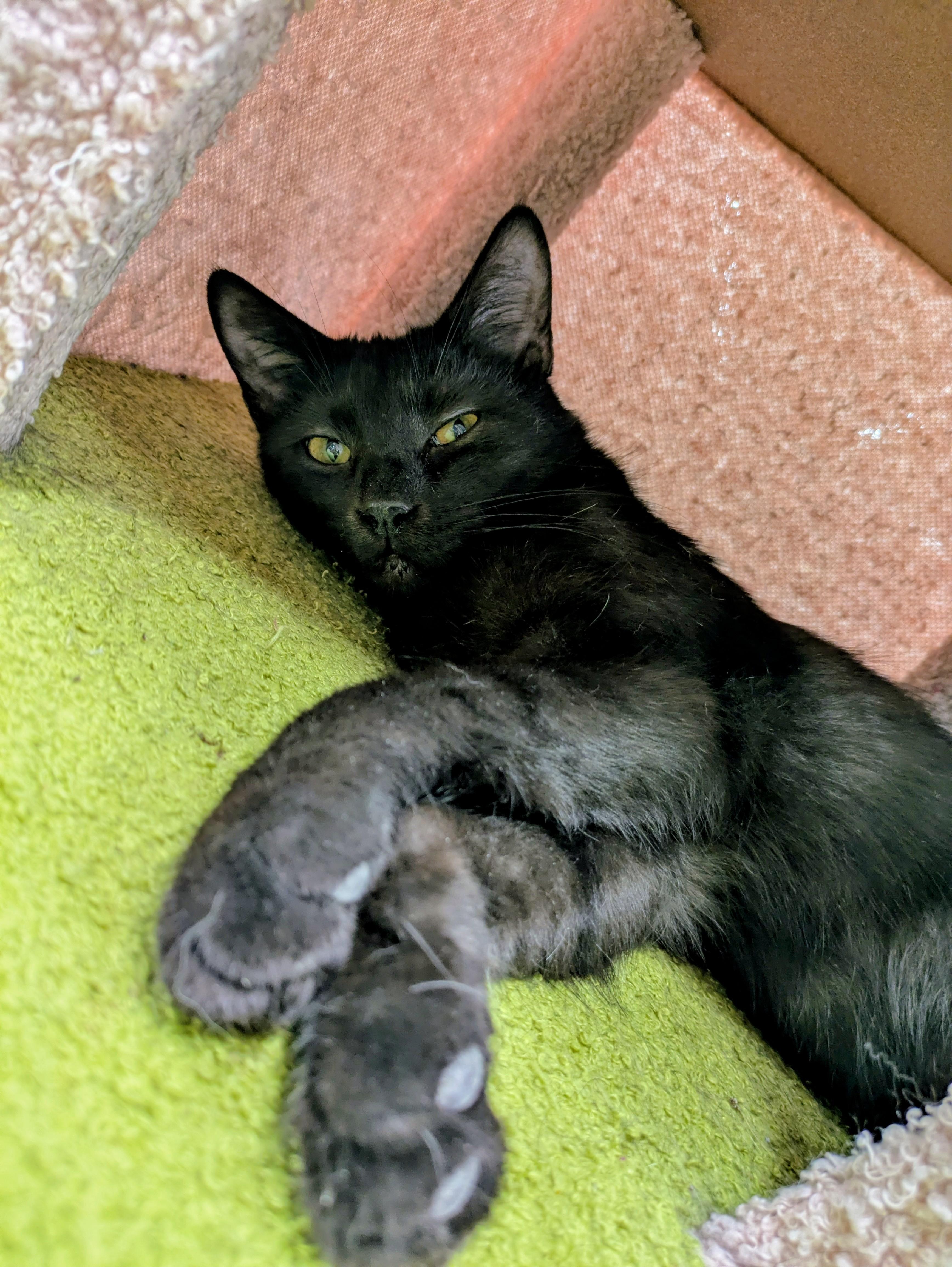 Enlarge Rick, an adopted mixed breed in Frederick, MD image 1/1