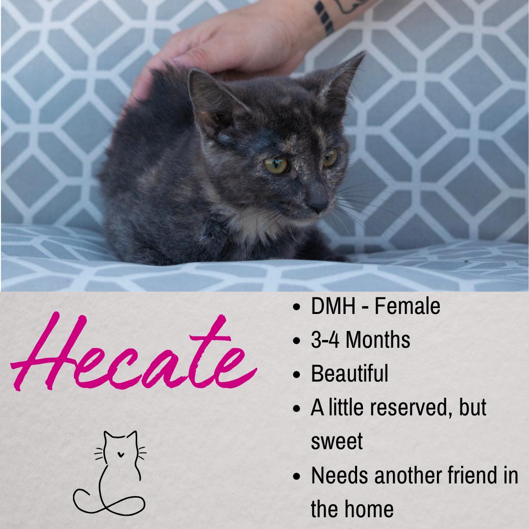 Hecate, ADOPTABLE, Young Female Domestic Short Hair.