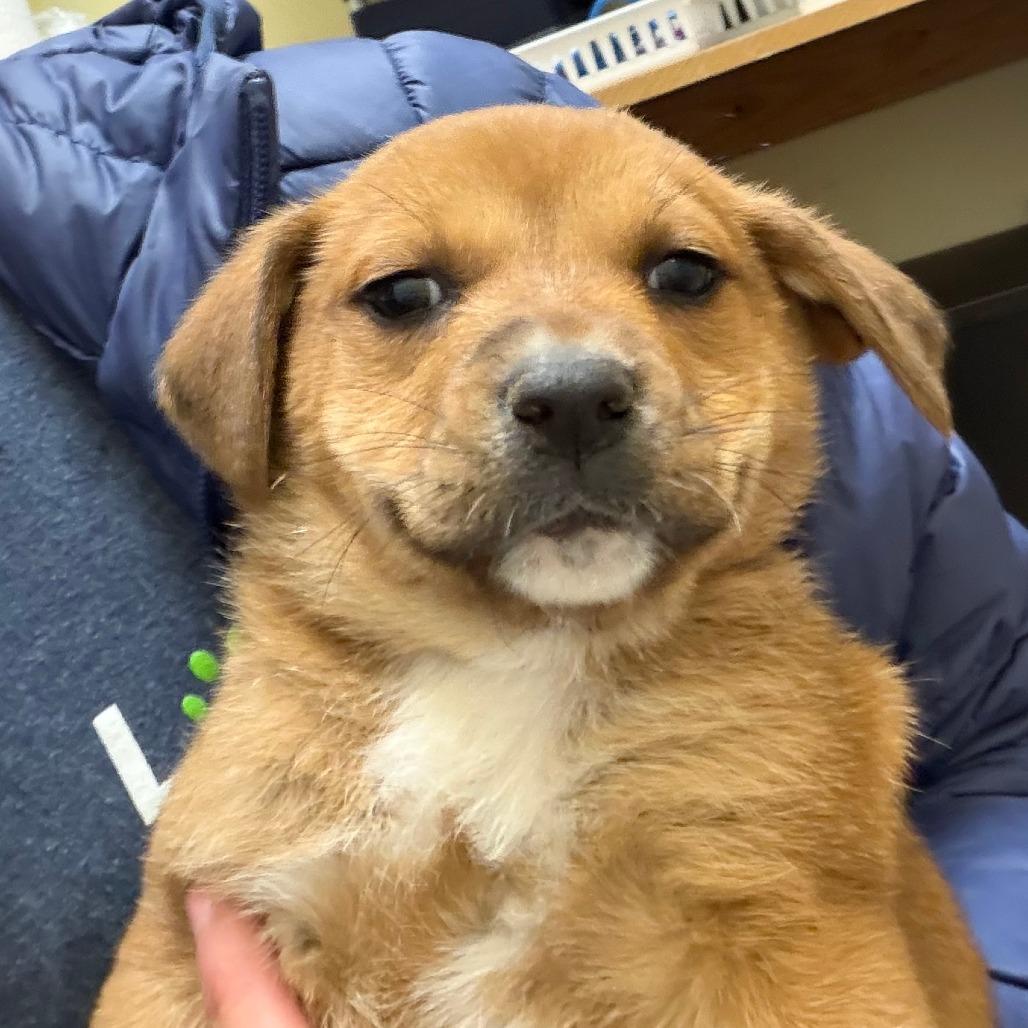 Gabrielle, Adoptable, Puppy Female Mixed Breed.