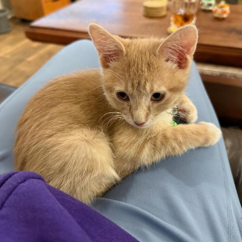 Enlarge Sunkist, an adopted mixed breed in Lombard, IL image 1/6