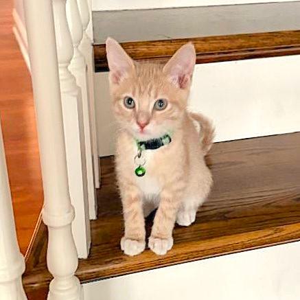 Enlarge Sunkist, an adopted mixed breed in Lombard, IL image 3/6