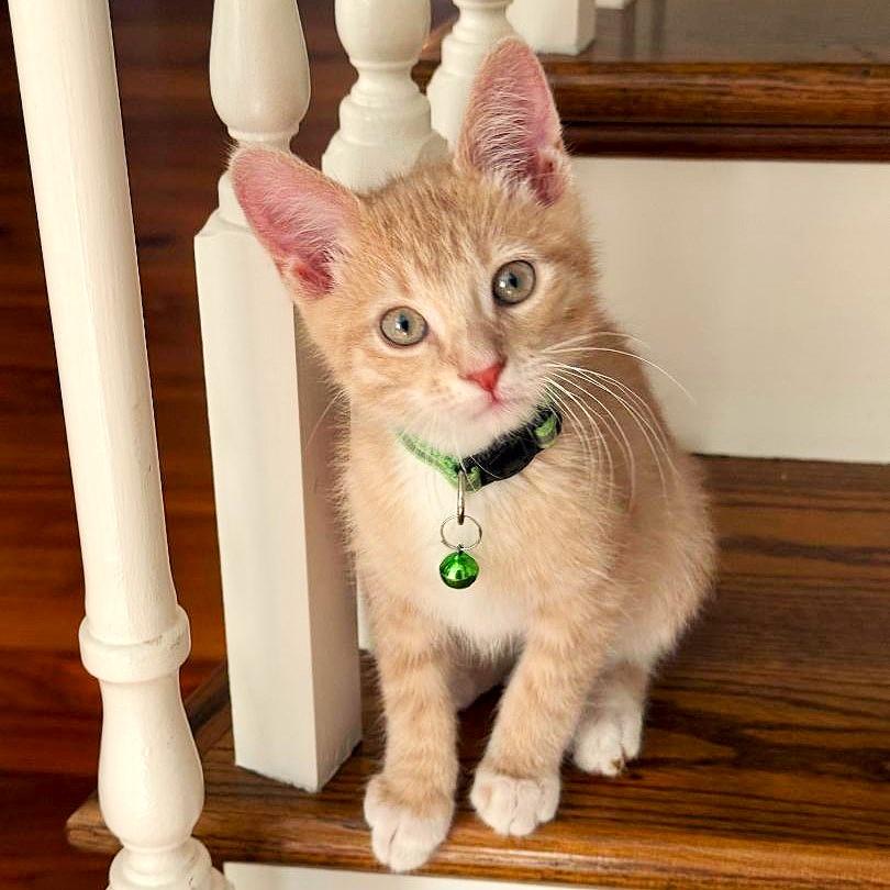 Enlarge Sunkist, an adopted mixed breed in Lombard, IL image 2/6