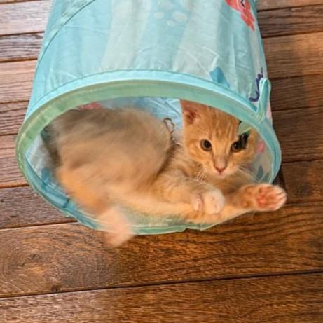 Enlarge Sunkist, an adopted mixed breed in Lombard, IL image 5/6