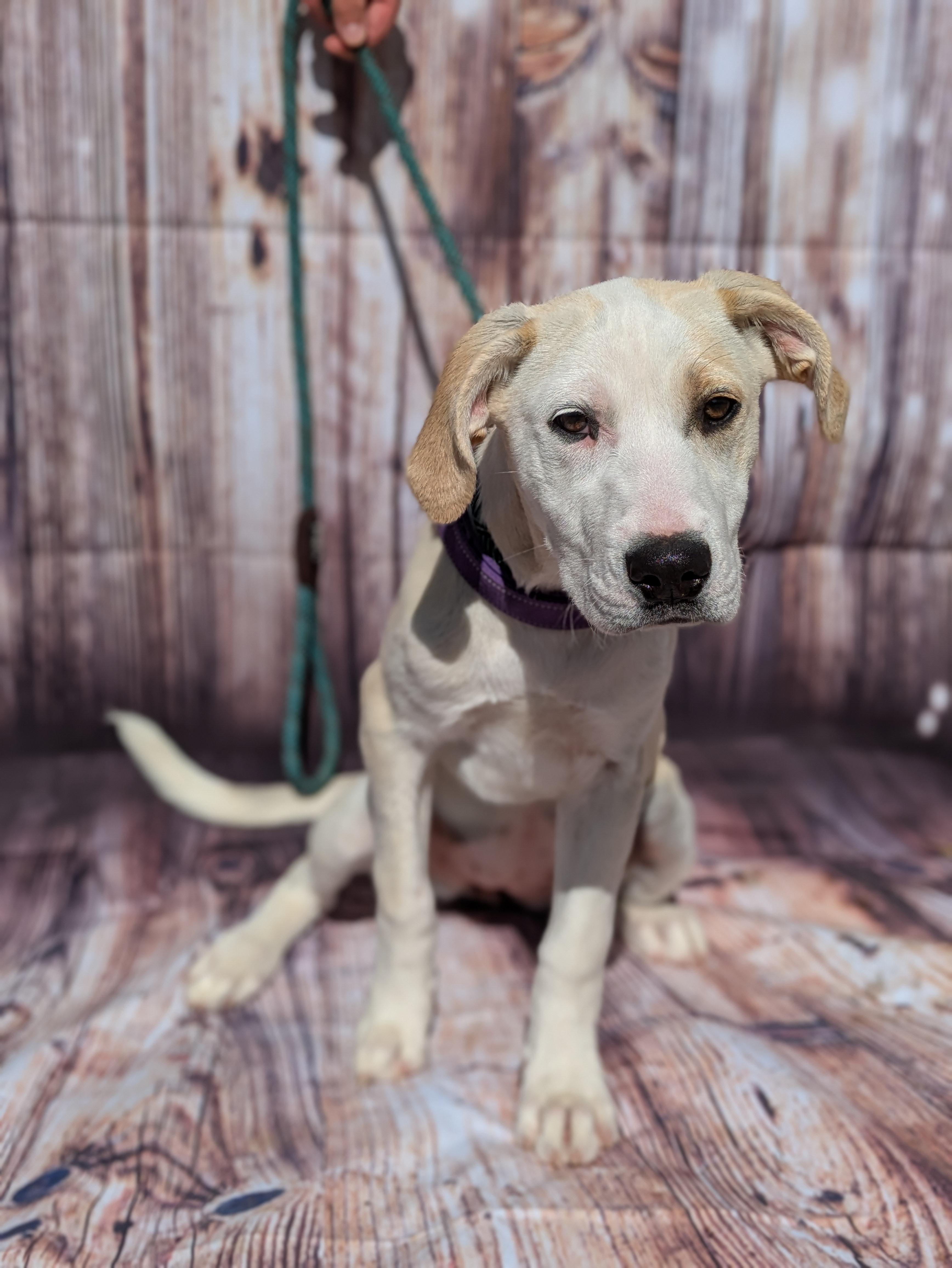 Willow, adopted, Puppy Female Labrador Retriever.