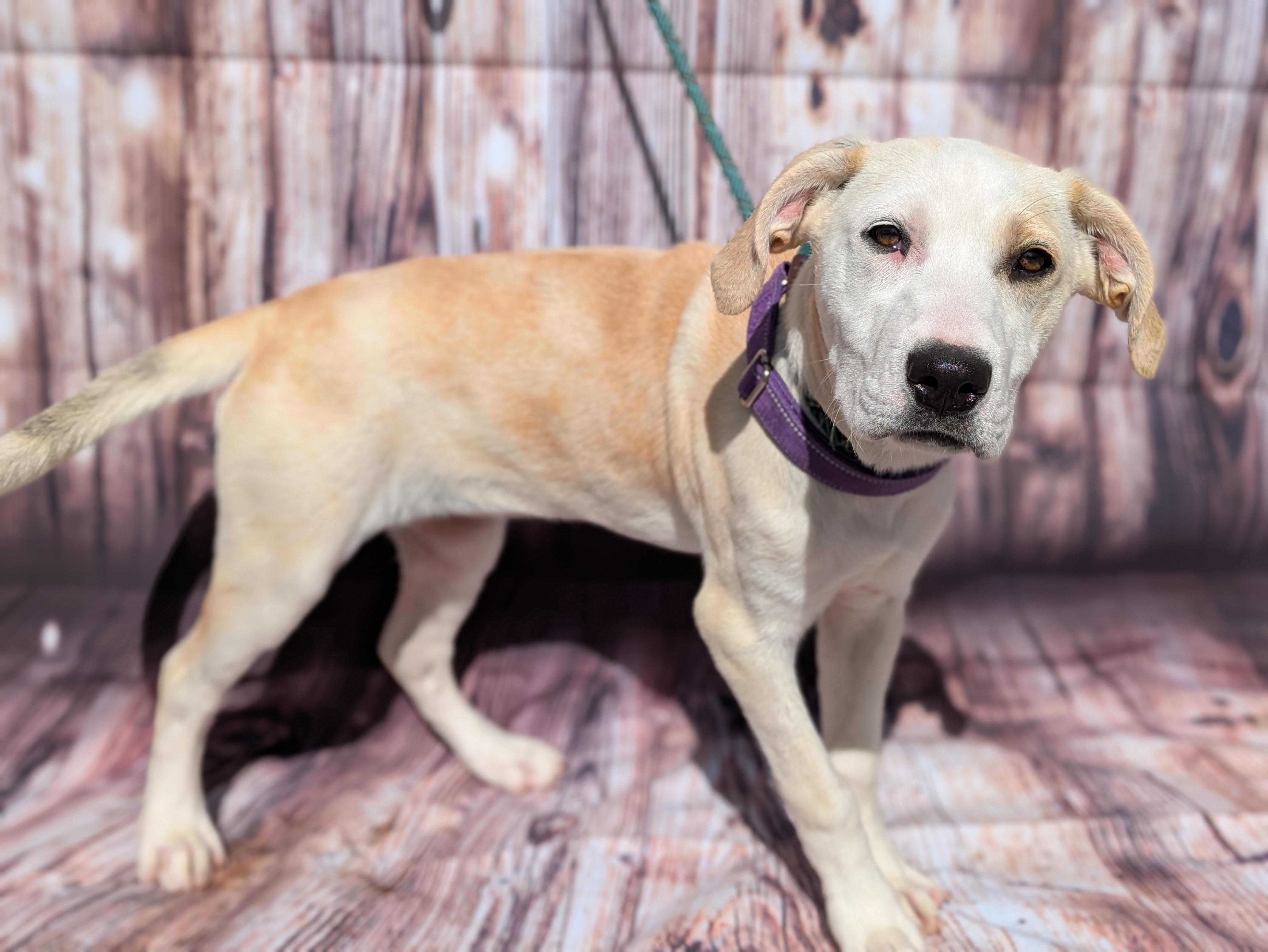 Enlarge Willow, an adopted mixed breed in Huntsville, AL image 3/3