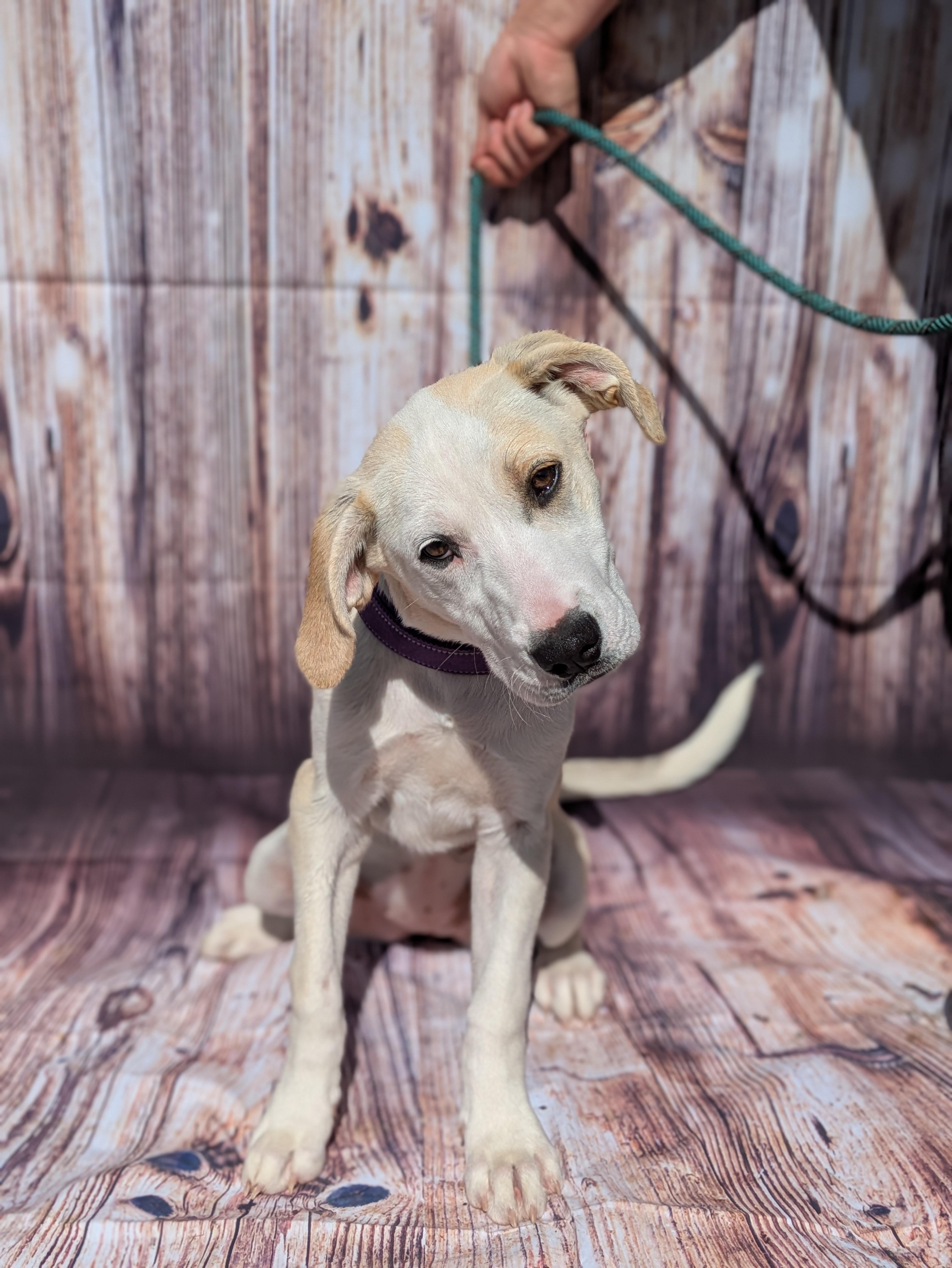 Enlarge Willow, an adopted mixed breed in Huntsville, AL image 2/3