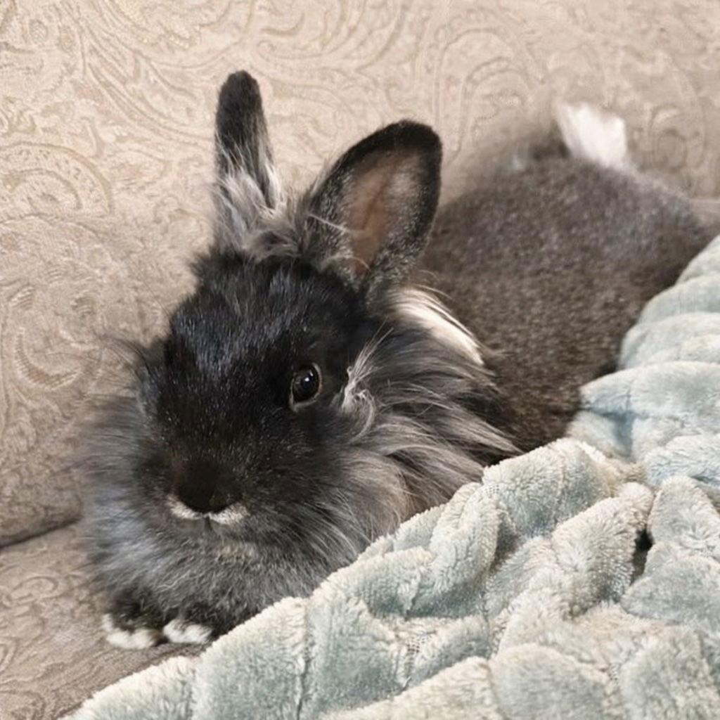 Enlarge Aris, a Adoptable Lionhead in Marshfield, WI image 1/3