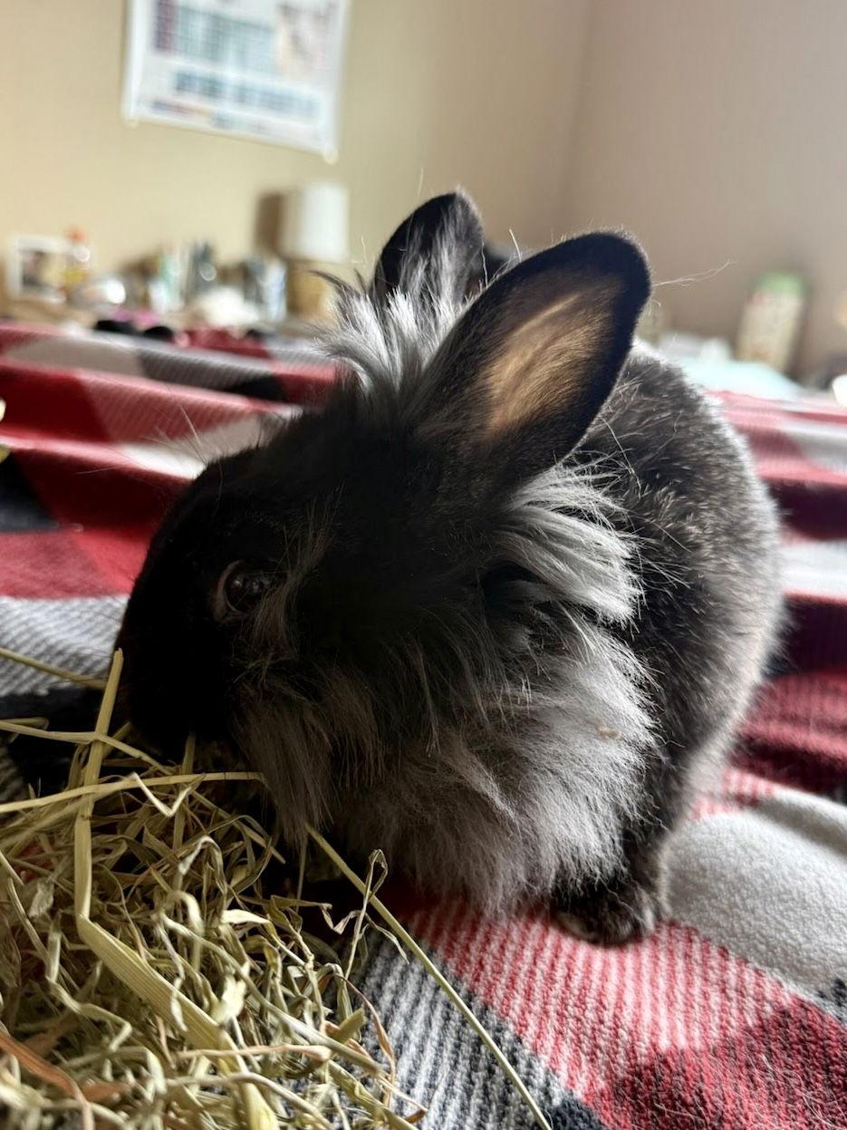 Enlarge Aris, a Adoptable Lionhead in Marshfield, WI image 2/3