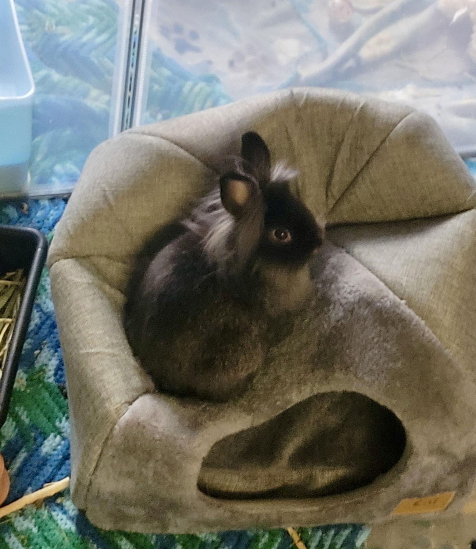 Enlarge Aris, a Adoptable Lionhead in Marshfield, WI image 3/3