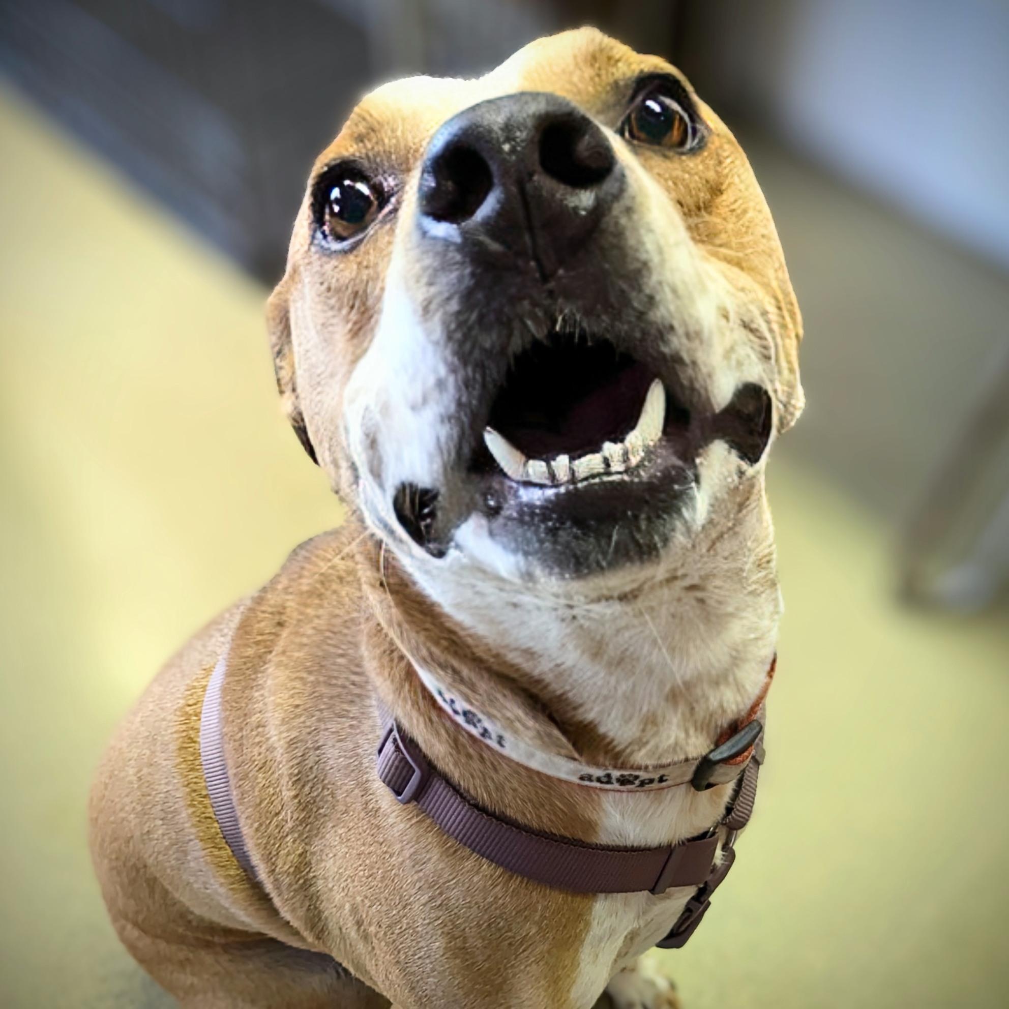 Enlarge Geo, a ADOPTABLE mixed breed in Valley Falls, KS image 2/2