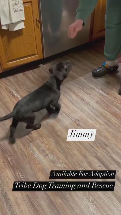 Enlarge Jimmy, a Adopted mixed breed in Indianapolis, IN video 2/3