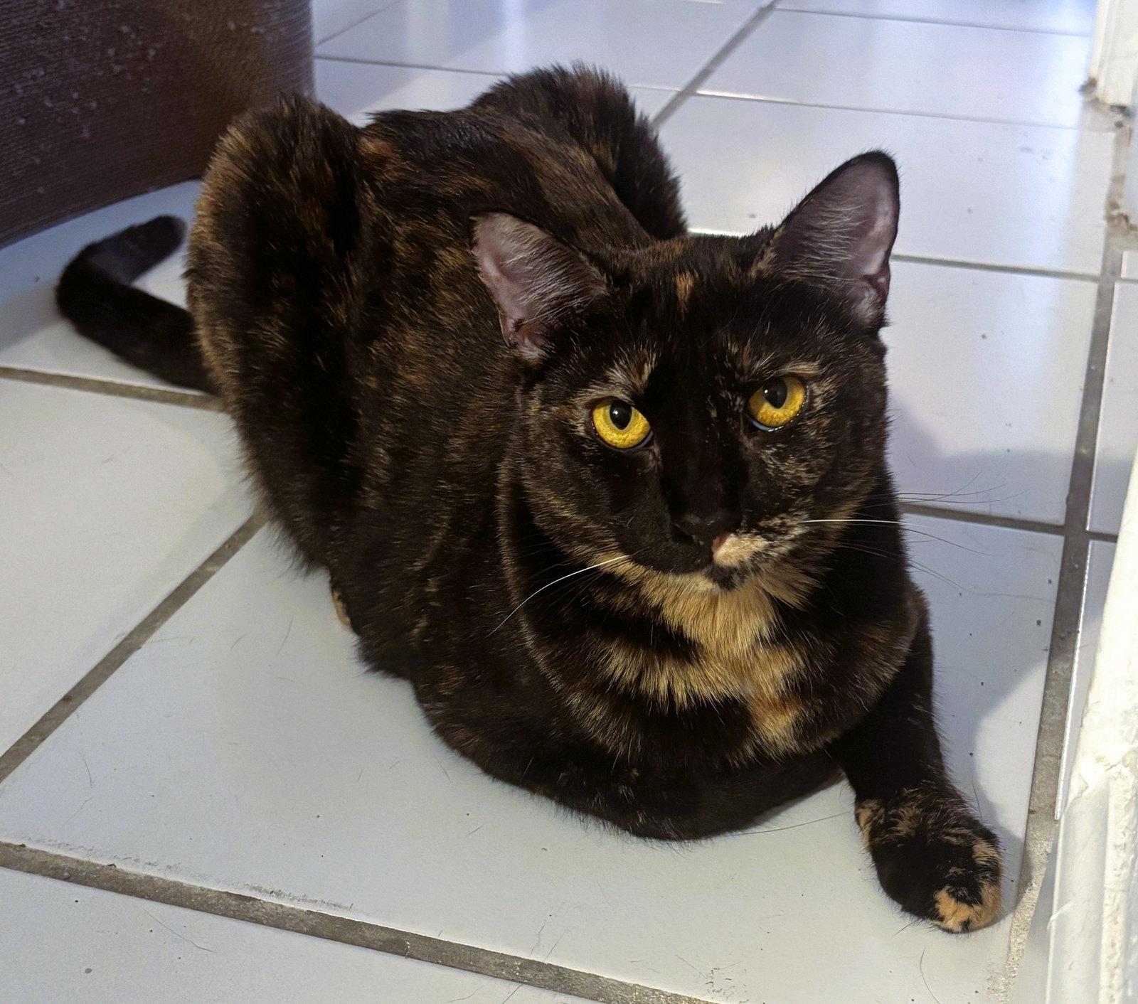 Topaz, Adopted, Adult Female Tortoiseshell & Domestic Short Hair.