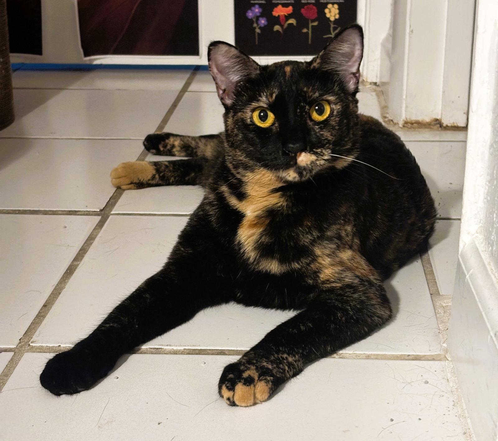 Enlarge Topaz, a Adopted mixed breed in Lighthouse Point, FL image 2/3