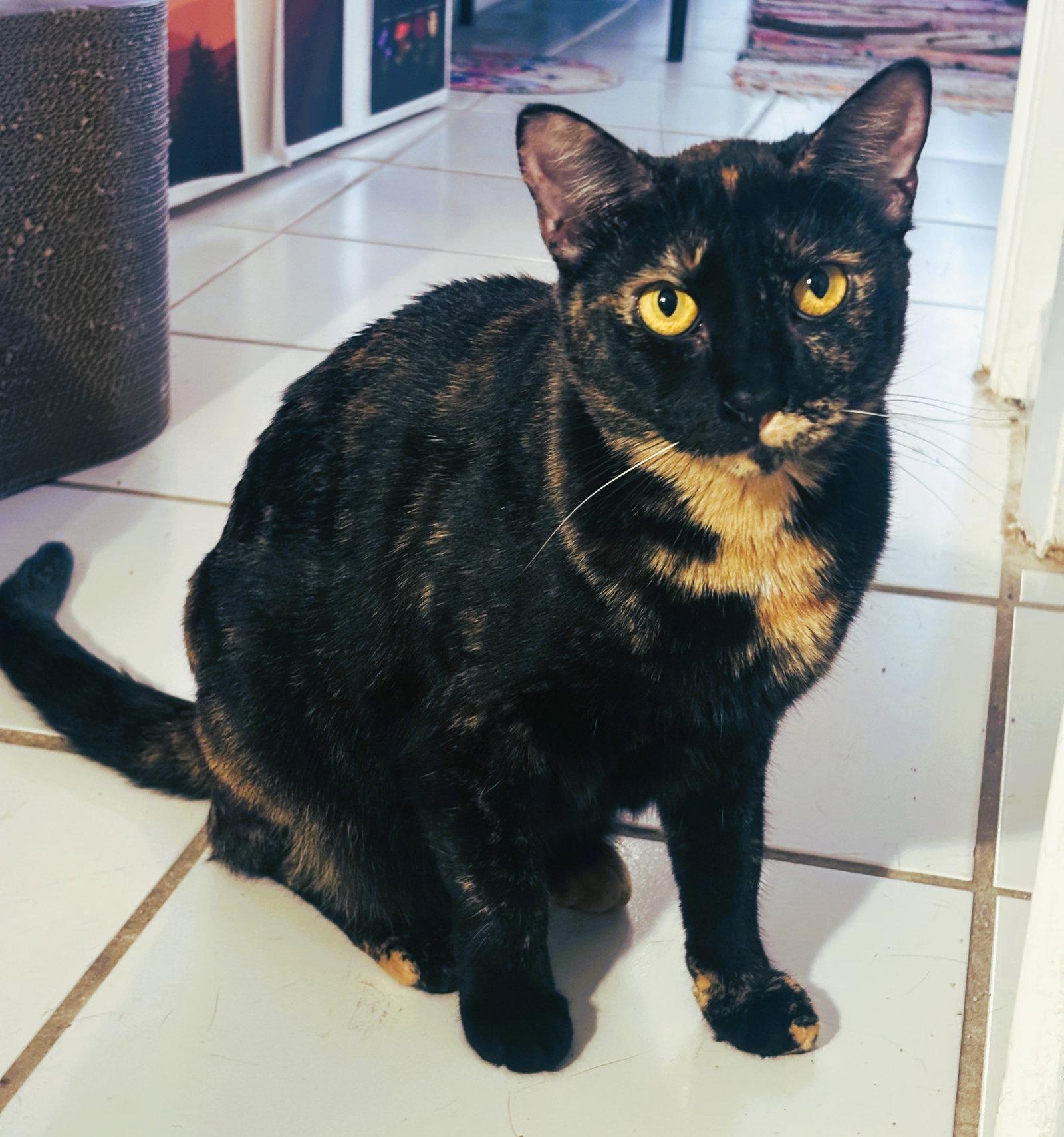 Enlarge Topaz, a Adopted mixed breed in Lighthouse Point, FL image 3/3
