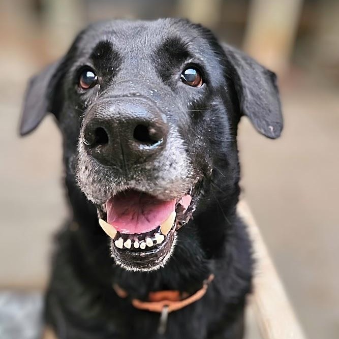 Ranger, Adoptable, Senior Male German Shepherd Dog & Retriever.