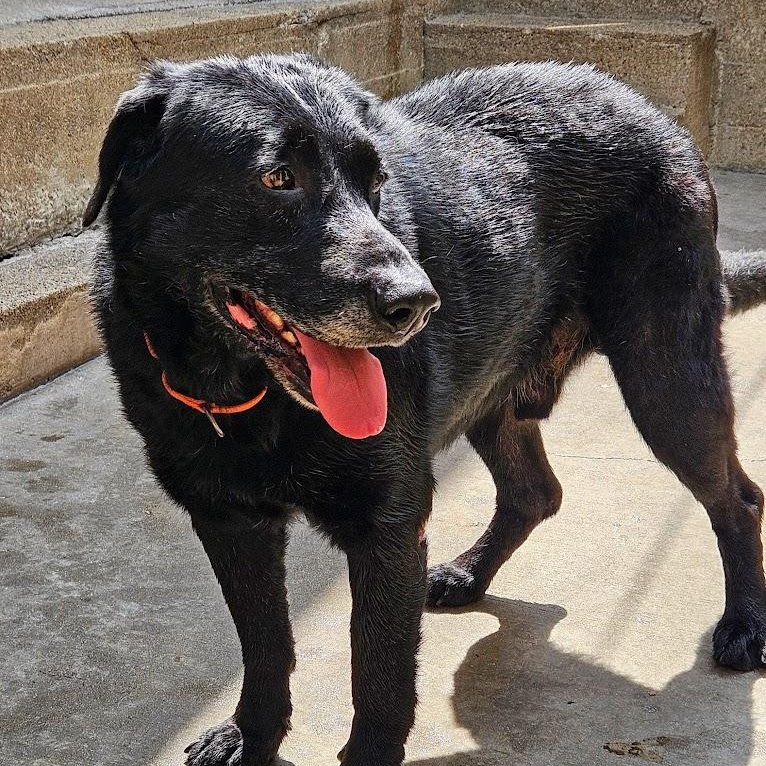 Enlarge Ranger, a Adoptable mixed breed in Chicago, IL image 2/6