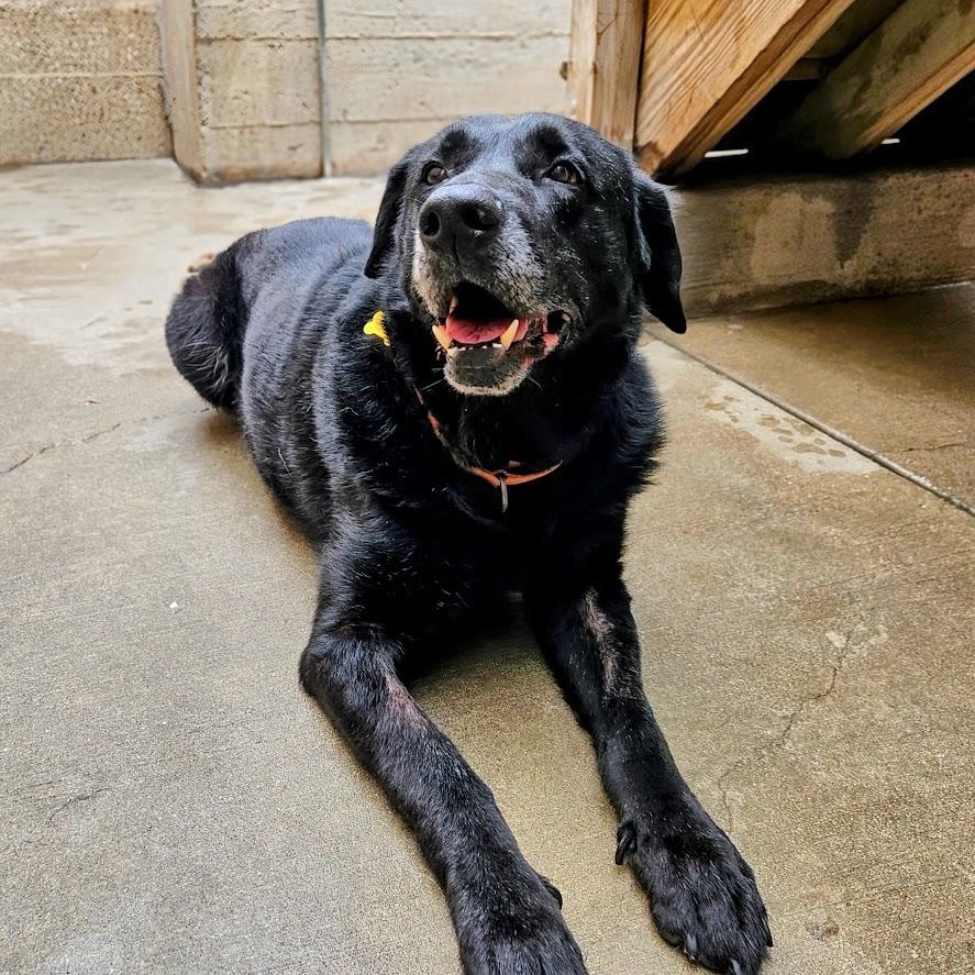 Enlarge Ranger, a Adoptable mixed breed in Chicago, IL image 3/6