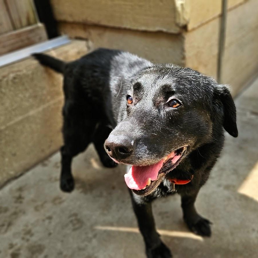 Enlarge Ranger, a Adoptable mixed breed in Chicago, IL image 4/6