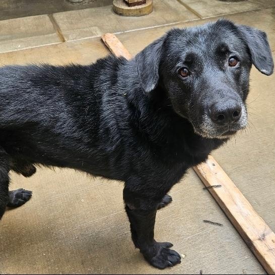 Enlarge Ranger, a Adoptable mixed breed in Chicago, IL image 5/6