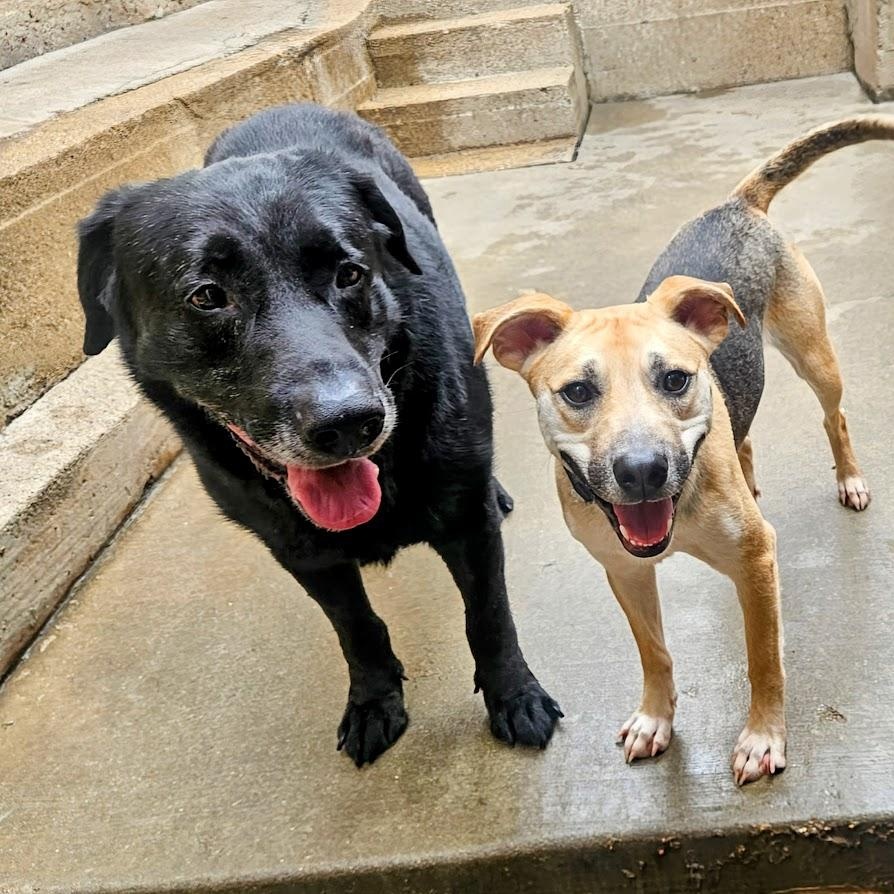 Enlarge Ranger, a Adoptable mixed breed in Chicago, IL image 6/6