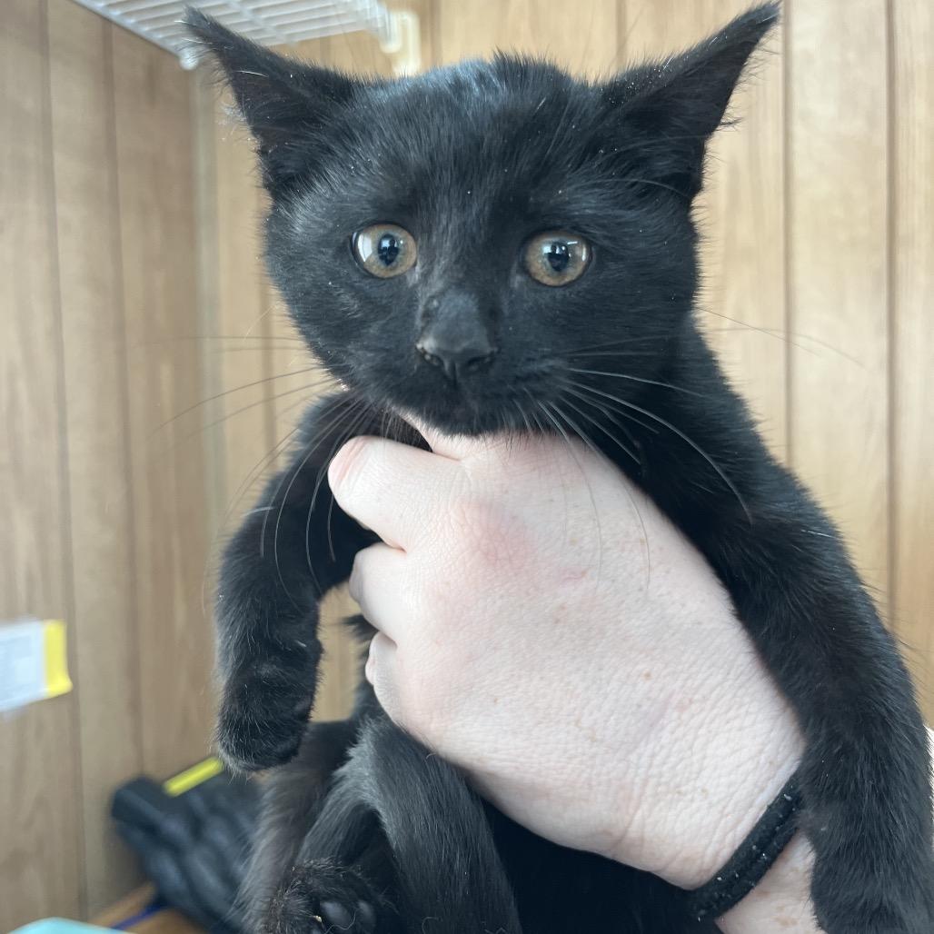 Enlarge Computer(Available at PetSmart 280), a Adoptable Domestic Short Hair in Columbiana, AL image 1/1