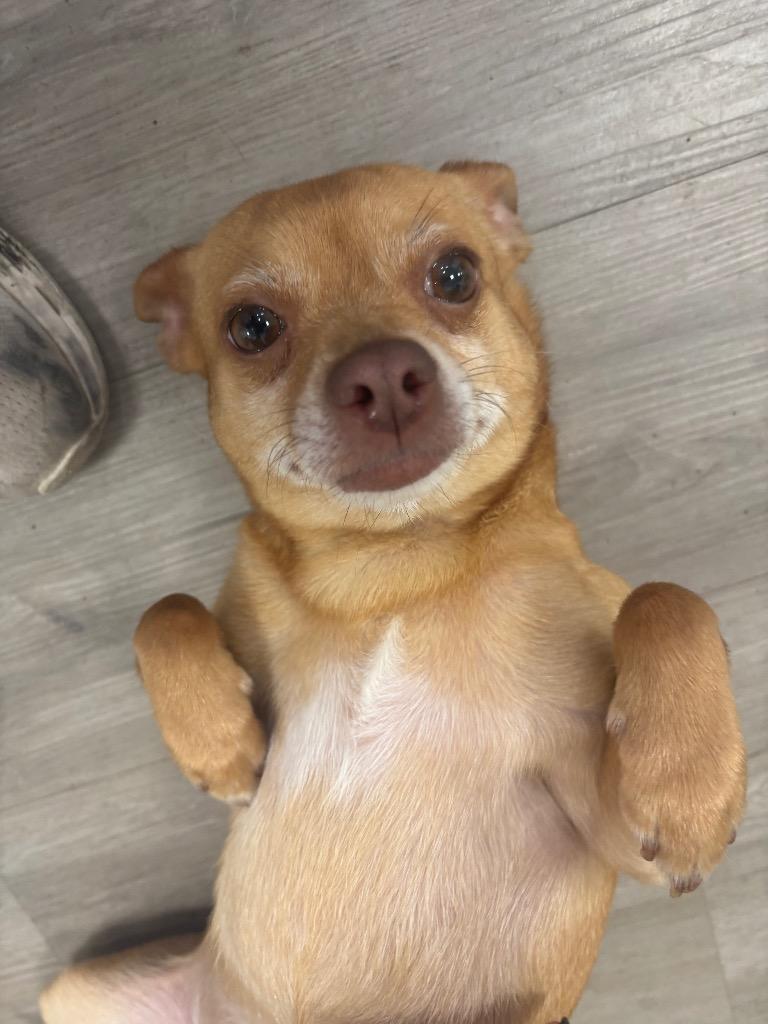 Enlarge Layla, a Adopted Chihuahua in Cambridge, MD image 1/1