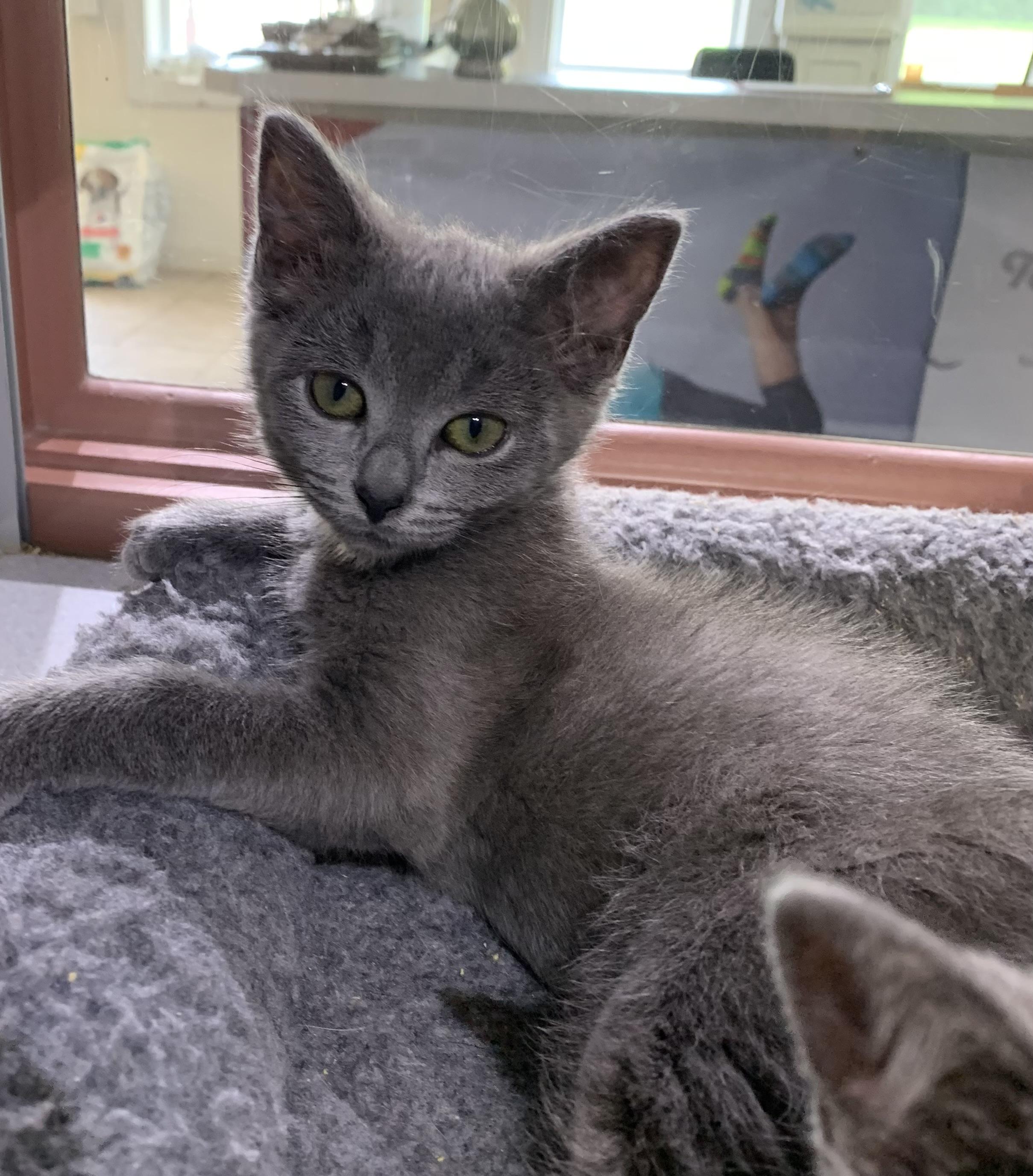 Cinder, ADOPTABLE, Kitten Female Domestic Short Hair.