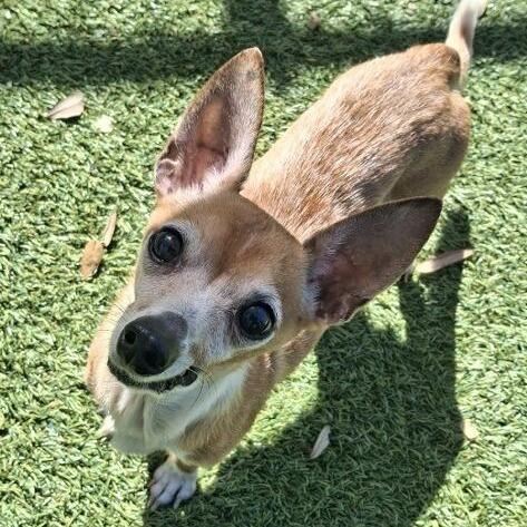Sully, Adoptable, Senior Male Chihuahua.
