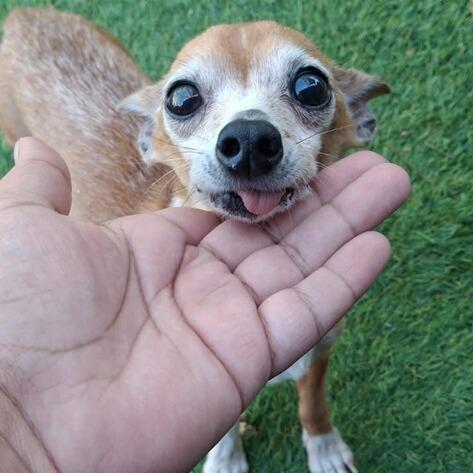 Enlarge Sully, a Adoptable Chihuahua in Galveston, TX image 2/4