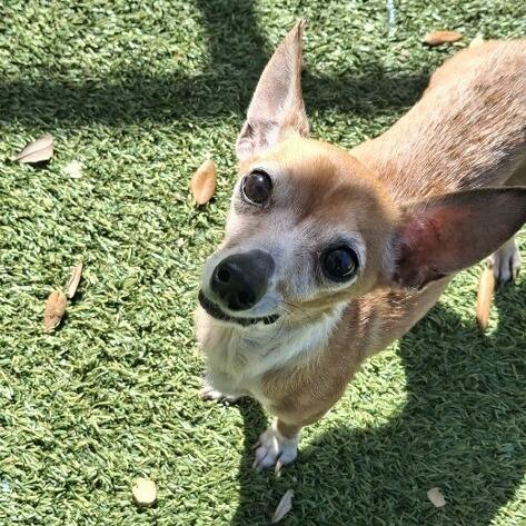 Enlarge Sully, a Adoptable Chihuahua in Galveston, TX image 3/4